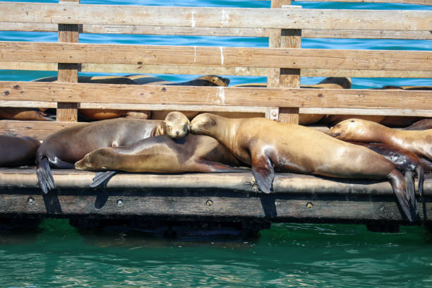California Sea Lion