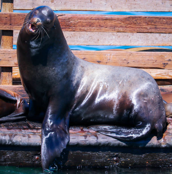 istock California Sea Lion 2167054698
