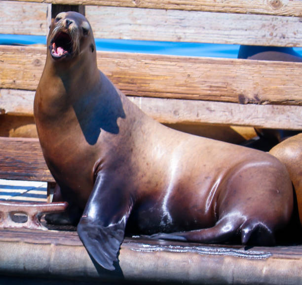 istock California Sea Lion 2167054702