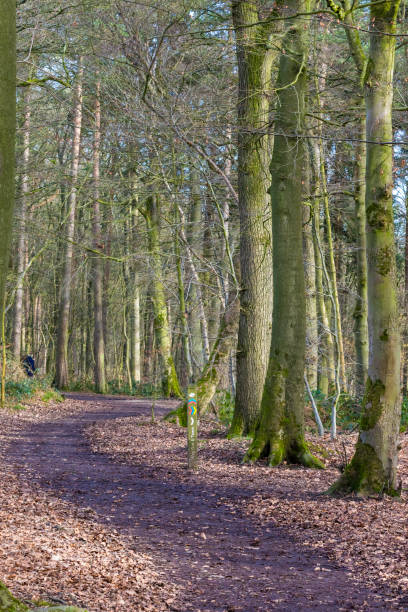 istock Sunny forest path with tall trees and scattered leaves on the ground, evoking peacefulness and natural beauty. 2167054707