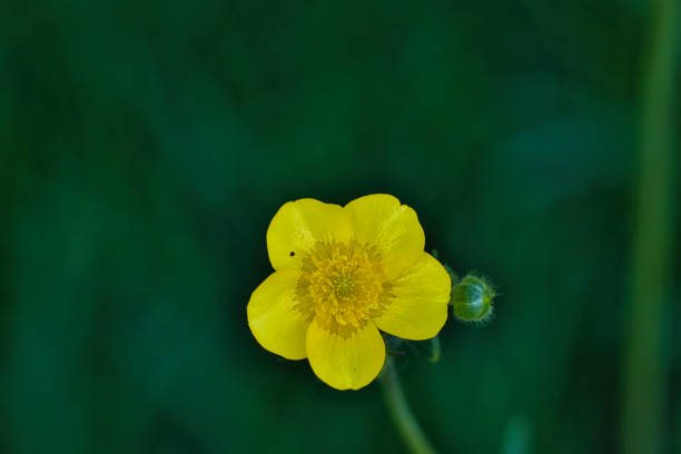 istock Yellow buttercup flower close-up 2167055497
