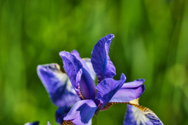 Close-up of a vibrant purple iris flower with a blurred green background.
