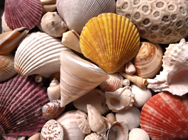 istock Pearled Tectus Pyramis shell on a pile of seashells. Selective focus shot of nacre shell. 2167056510