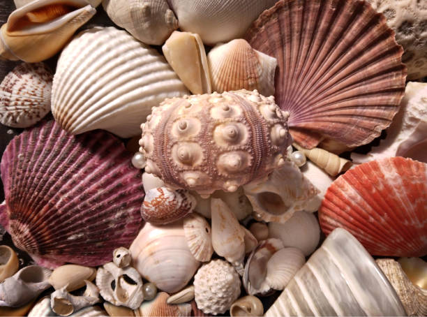 Sea urchin shell on a pile of seashells, selective focus shot. Shells background