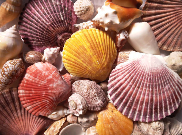 istock Background filled with colorful seashells. Collection of different shapes and colored shells. 2167056532