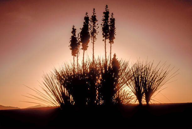 In the vast desert area of New Mexico in the White Sands National Park area, blooming soap weed yuccas are a wonderful sight. The area is in the Tularosa basin area with San Andres Mountains to the West and Sacramento Mountains to the East. Drifts in the the dunes can be 10' to 60' high. The dunes are a magical and unusual place in the Southwest. The wind-created ripples create a stunning visual of shadows of light and dark. As day light shifts into evening there is a stillness and a pastel glow of light on the sand and yuccas.
