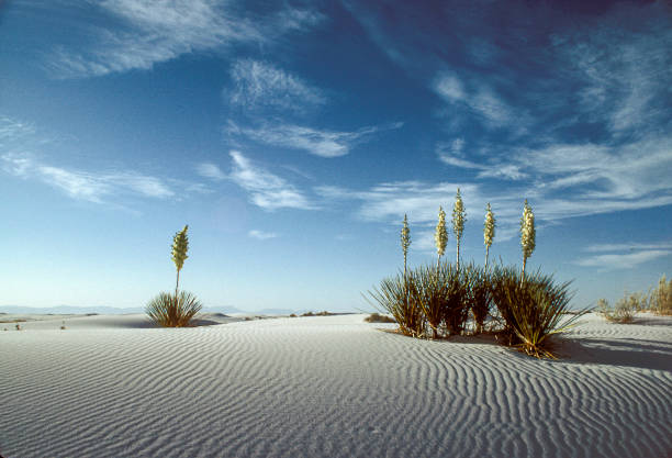 istock Cirrus Clouds above the White Sand Dunes 2167057635