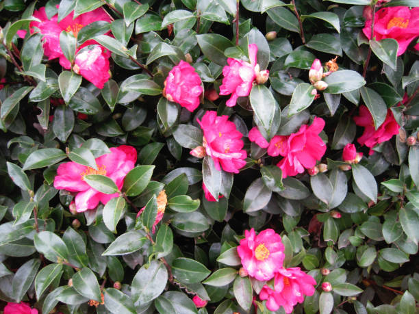 istock sasanqua (Camellia sasanqua) wet in the rain 2167057667