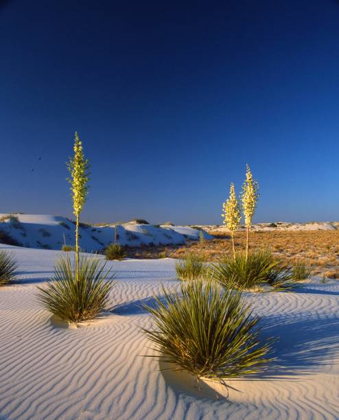istock Twilight Captures the Stillness of the Sand Dunes 2167058007