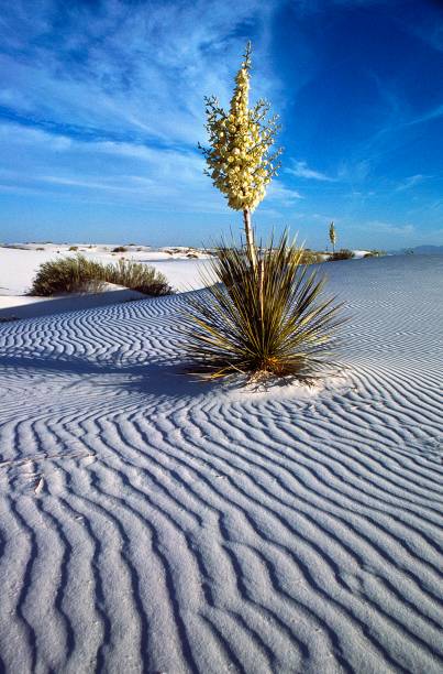 istock Wavy patterns of sand in the dunes 2167058064