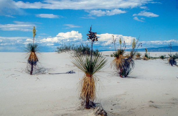 In the vast desert area of New Mexico in the White Sands National Park area, blooming soap weed yuccas are a wonderful sight. The area is in the Tularosa basin area with San Andres Mountains to the West and Sacramento Mountains to the East. Drifts in the the dunes can be 10' to 60' high. The dunes are a magical and unusual place in the Southwest. The wind-created ripples create a stunning visual of shadows of light and dark. As day light shifts into evening there is a stillness and a pastel glow of light on the sand and yuccas.