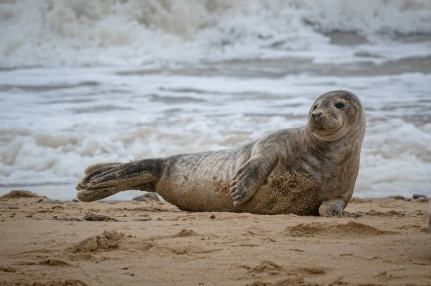 Grey seal pup, Halichoerus grypus, resting on sand beach, UK. Image taken at distance and cropped