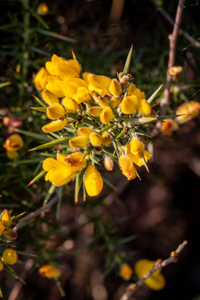 istock Bright yellow gorse flowers blooming on a dark, blurred natural background. 2167060031