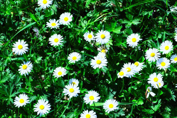 istock Field of White Daisies 2167061120