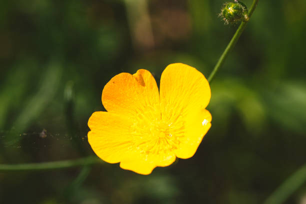 Close-up of a single yellow buttercup flower with a blurred green background.