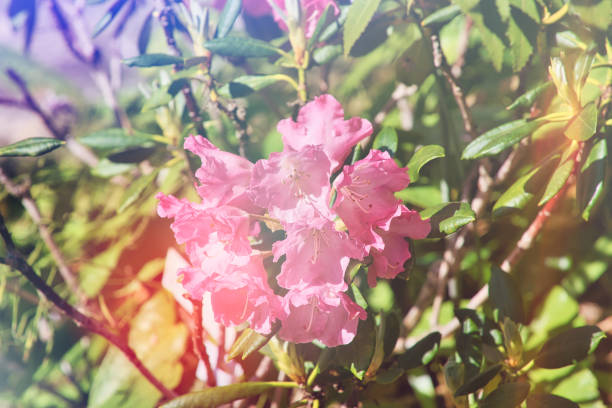 Close-up of pink rhododendron flowers in full bloom with green leaves in the background, captured in natural sunlight.