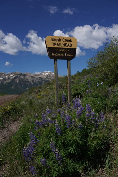 istock Brush Head Trailhead-Wildflowers 2167061838