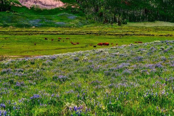 Colorful wildflowers in colors of yellows, purples cover the hillsides of Crested Butte, CO: Lupines, Mule Ear Daisies & Sunflowers in the summer months.