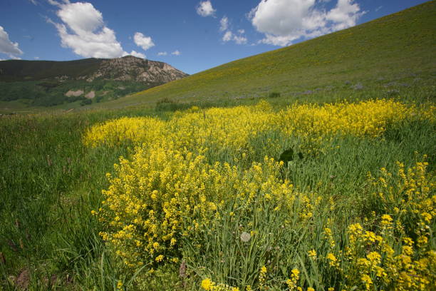 Colorful wildflowers in colors of yellows, purples cover the hillsides of Crested Butte, CO: Lupines, Mule Ear Daisies & Sunflowers in the summer months.