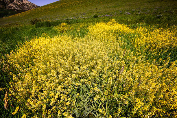 wild flowers