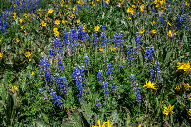 Summer in the mountains in Colorado brings such lovey scenes as Aspens and Lupine flowers covering the ground. Wildflowers are at their peak and mountain sides are in bloom.