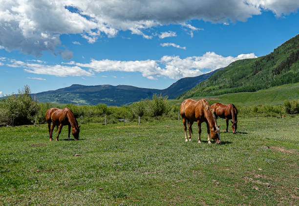 The horses are grazing in the mountain hillside in Colorado under the warmth of the sun. Horses grazing is really. a socializing of the animals. The horses on this summer day and the mountains create a picturesque scene.