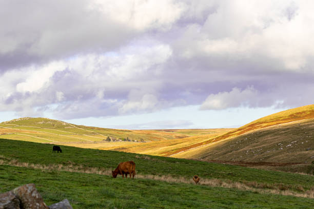 istock Idyllic rural landscape with cattle grazing on green hills under a cloudy sky. 2167063454