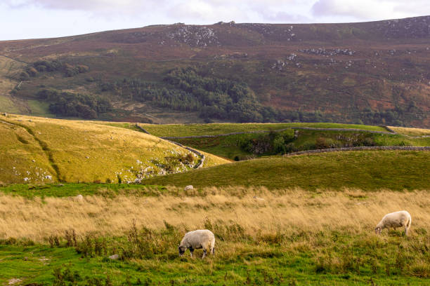 Sheep grazing in a lush green field with rolling hills and a mountainous backdrop.