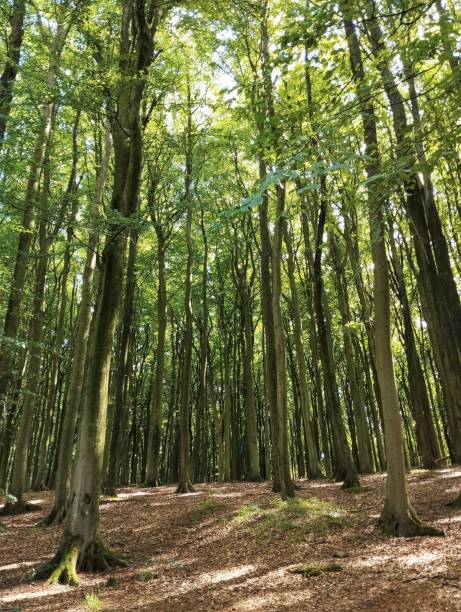 istock A unique beech forest on the Baltic Sea coast 2167063570