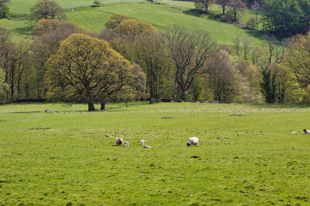 istock Pastoral Spring Day in North Yorkshire, England 2167063785