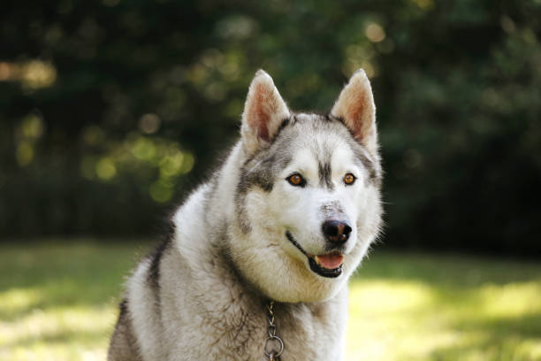 istock Husky in the Garden 2167064001