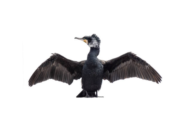 istock cormorant with spread wings isolated on white background 2167064161