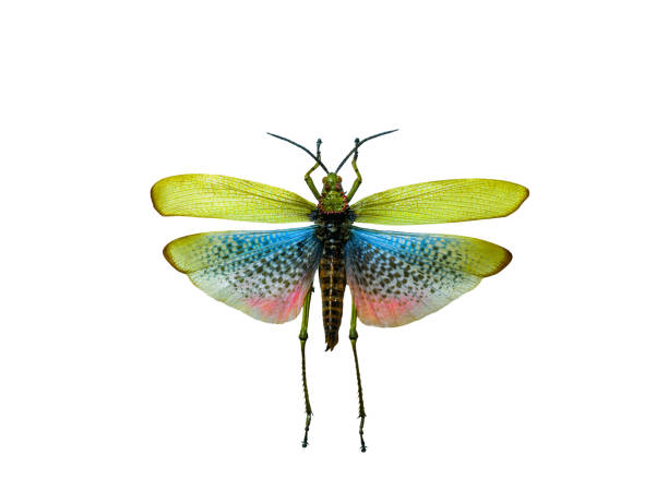 istock toxic grasshoppers isolated on white background 2167064177
