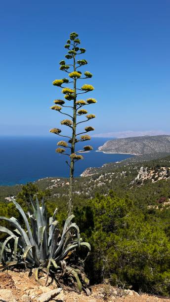 istock Huge agave in Rhodes 2167065581