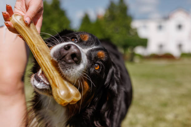 istock A dog cheerfully chews on a gigantic bone provided by its owner on a clear and sunny day outside 2167065955