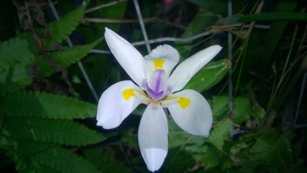 istock Beautiful and lonely flower 2167066676