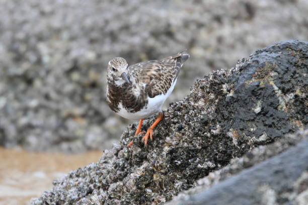 istock Ruddy Turnstone on the rock. 2167067149