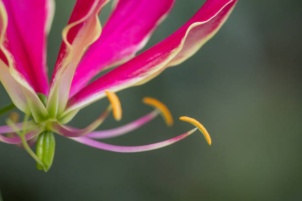 Red Gloriosa isolated on a green background.