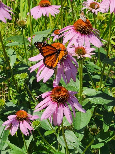 istock Monarch Butterfly on Coneflower 2167067560