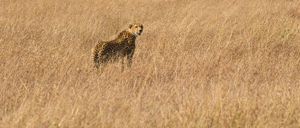 istock Hunter of the savannah 2167068244