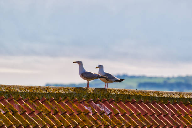 istock Seagulls on a Moss-Covered Roof 2167069615