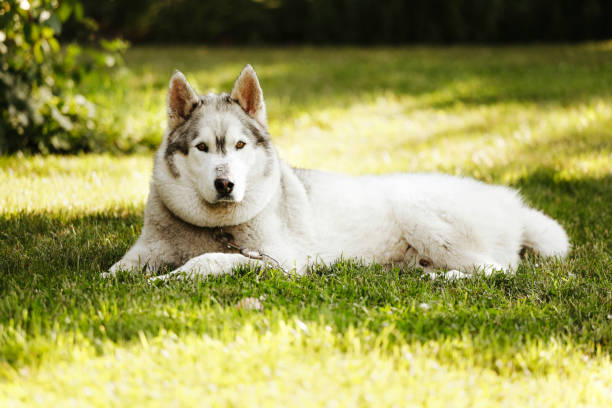 istock Husky in the Garden 2167069983