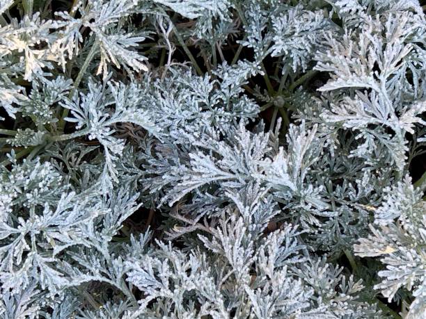Horizontal landscape photo of silver grey coloured leaves covered with white frost crystals on a Wormwood bush growing in an organic garden. Soft focus background.