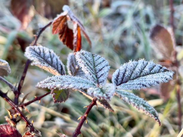 Horizontal landscape photo of leaves covered with white frost crystals on a wild Blackberry bush. Soft focus background.