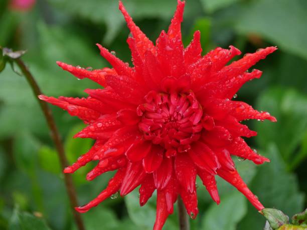 istock Red Dahlia Blossom 2167074930
