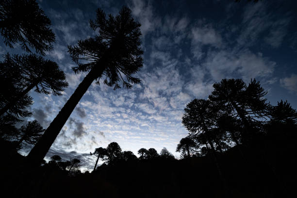 Night sky from an Araucaria forest at China Muerta National Reserve in La Araucania region, southern Chile