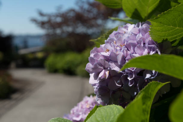 Lavender Hydrangea next to entry to a pier in Kirkland