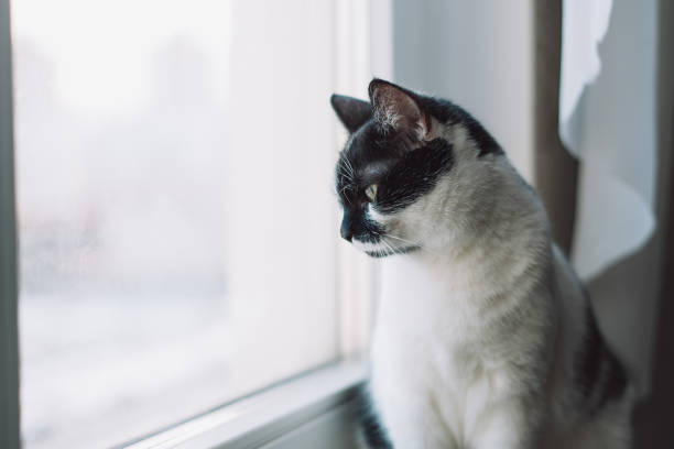 Black And White Cat Relaxing On Couch While Enjoying Cozy Home Moments
