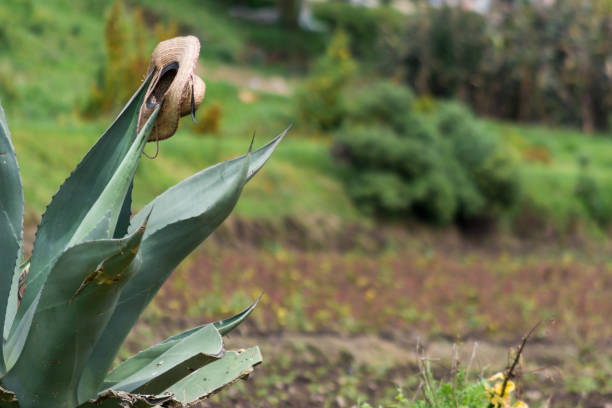 Scene with hat and agave in the Mexican countryside