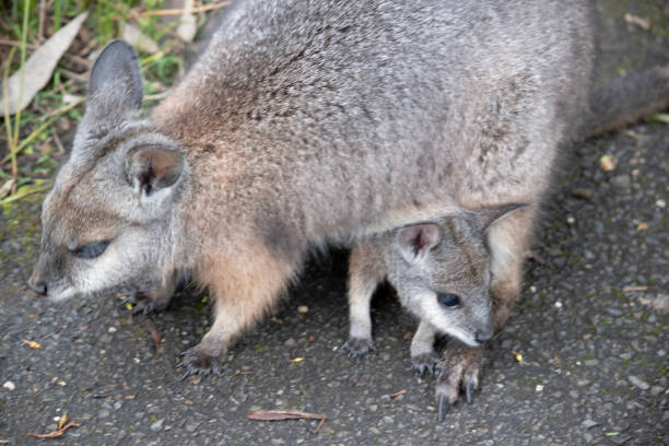 Baby Joey Wallaby Looking out from Its Pouch